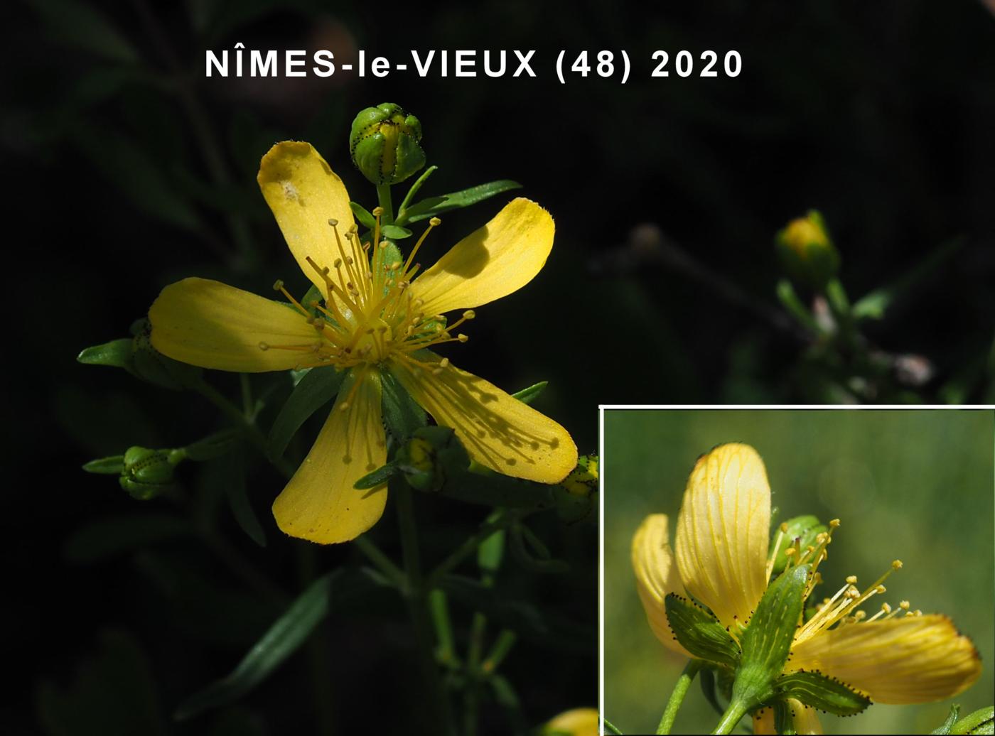 St. John's Wort, Hysop-leaved flower